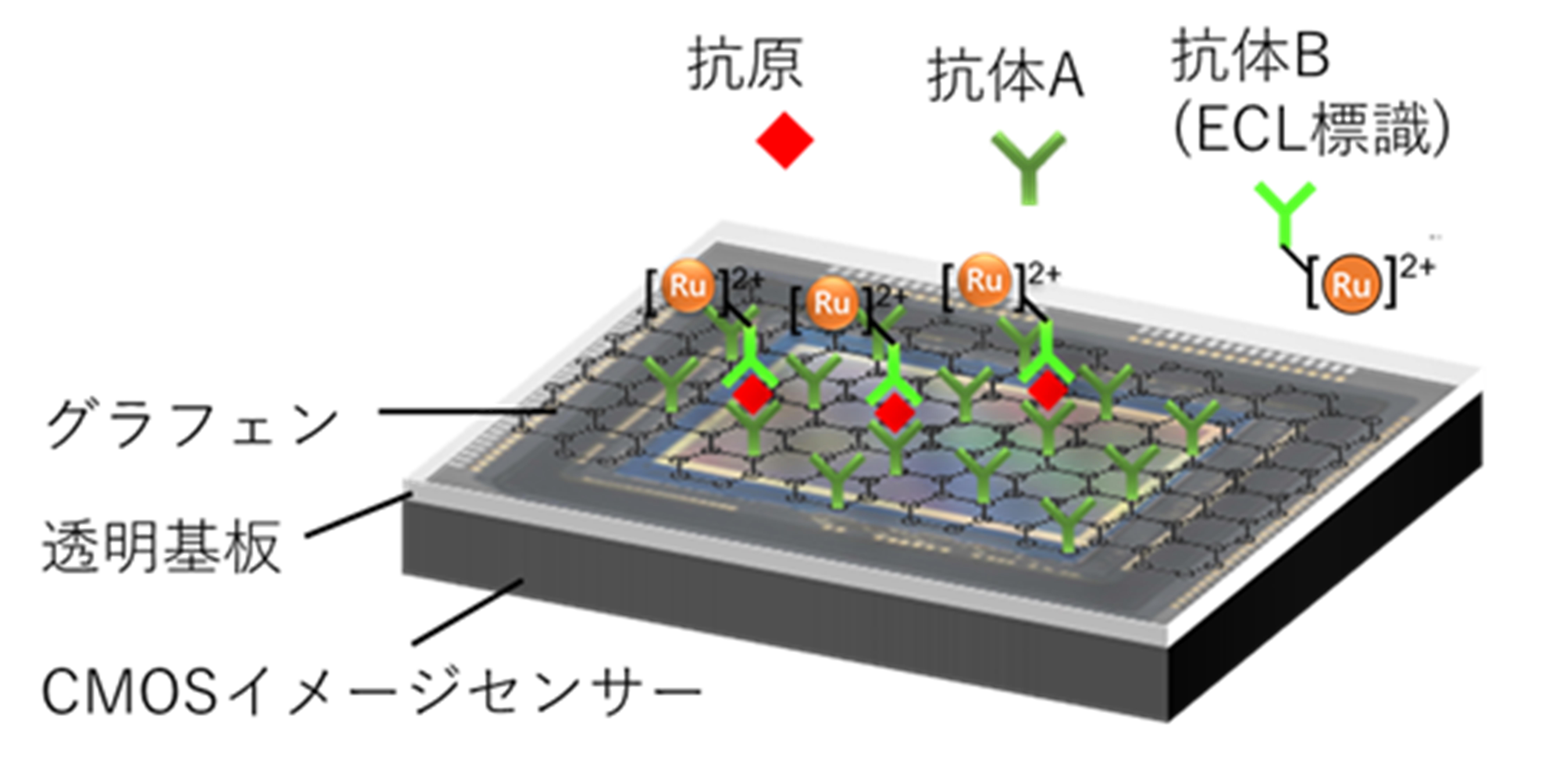 電気化学発光